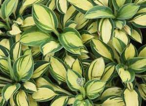 Hosta 'Pure Heart' Height: 4" -shade Pure Heart Hosta Mini; this sport of 'Blue Mouse Ears' puts a creamy yellow center in the