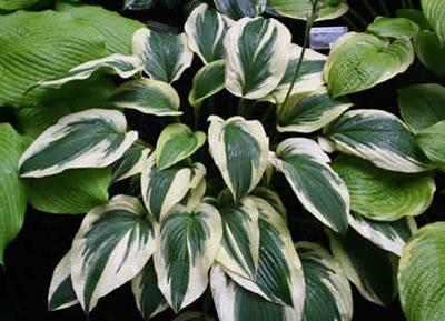 Hosta 'Tears of Joy' Height: 6" -shade Tears of Joy Hosta Mini; lance-shaped, folded green leaves are similar in texture to