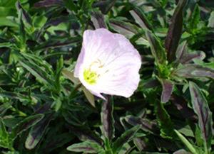 Oenothera berlandieri 'Turner1' pp# 17,230 Height: 10-12" Twilight Evening Primrose This sport of 'Siskiyou' is covered in clear pink flowers throughout summer.