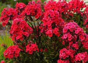 Phlox paniculata The King Height: 24-30" Sun Exposure: sun-light shade The King Tall Garden Phlox Sizable clusters of royal purple blossoms make a statement in the