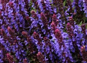 Salvia 'Sensation Deep Rose Improved' Sensation Deep Rose Improved Sage Height: 14-18" Extremely floriferous, with bright pink flowers completely