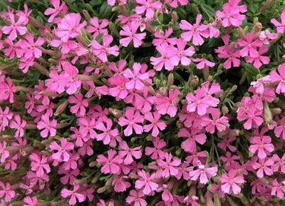 Favorite' pp# 17,392 Height: 10-16" Rollies Favorite Campion Light pink, bell shaped flowers held in soft clusters bloom profusely from May through