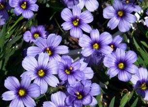 Sisyrinchium 'Devon Skies' Height: 4-6" Devon Skies Blue-eyed Grass Star-shaped, sky-blue flowers with a dark-blue and a yellow eye form above a low clump of