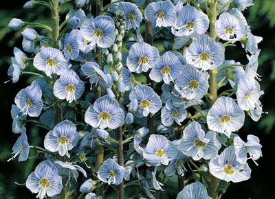 A prolific bloomer, flowering starts in late spring and continues into late summer. Forms a dense, upright clump of long, narrow leaves.