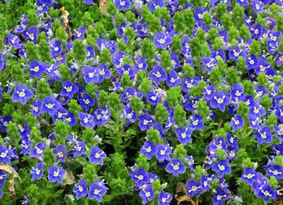 Veronica gentianoides Height: 12-15" Gentian Speedwell This award winning speedwell forms a dense, low spreading clump of glossy green leaves.