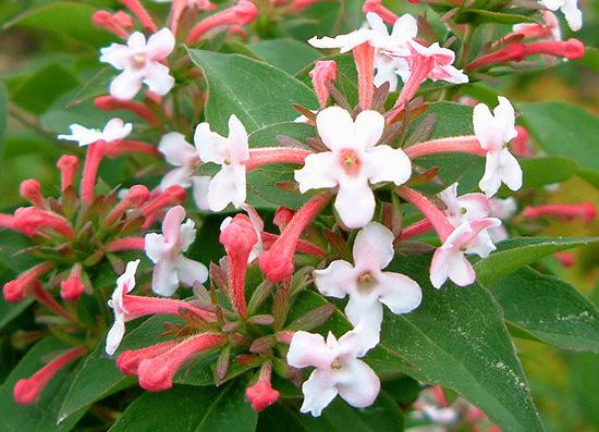 Abelia x mosanensis Height: 4-5' Fragrant Abelia Wonderfully fragrant, rich pink & white flowers adorn this plant from late May to early June.