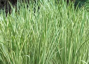 Acorus calamus 'Variegatus' Height: 30-36" Variegated Sweet Flag This grass is grown for its attractive bright green and creamy yellow variegated foliage.