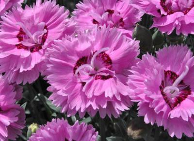 Dianthus Pop Star ('Devon Esther') pp# 18,222 Height: 7-9" Pop Star Pinks A spreading groundcover with lavender-pink, deeply-fringed double flowers with dark magenta centers in late