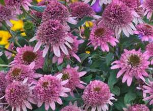 Echinacea purpurea 'Butterfly Kisses' Height: 16-18" Butterfly Kisses Coneflower A new selection from AB Cultivars, selected for its compact, sturdy habit.