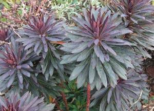 Euphorbia x martinii 'Nothowlee' pp# 17,178 Height: 18-24" Blackbird Spurge Tufts of dark red new growth top the clump of deep purple, evergreen