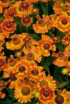 flower colors on shorter, 24 tall plants, more suited to today s smaller gardens.