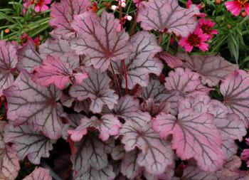 overlay. 'Spellbound' forms a large plant with a dense, multicrowned habit.