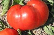 5 Tomato Name : Russian 117 Rutgers San Marzano Snow White