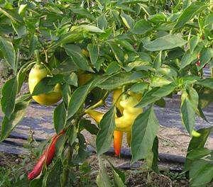 Boris Banana Pepper Capsicum annuum Days to Maturity: 60-65