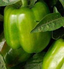 Mature peppers green,