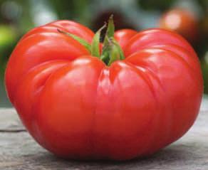 One of the finest all-around tomatoes developed for home gardening. A 1994 AAS Winner! Meaty with rich "homegrown" flavor & just the right balance of sugars & acids.
