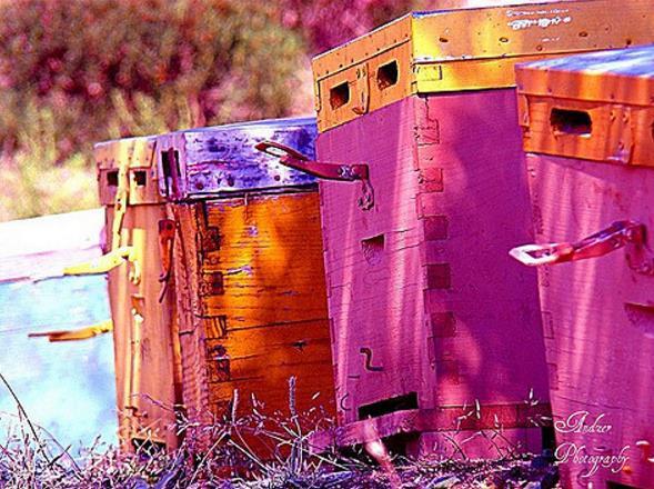 The last winter precaution I like to take is strapping my hives down. I use heavy-duty ratchet straps, as they lock and stay tight.