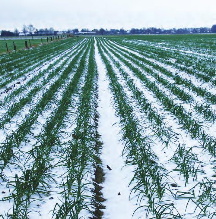 Some of the varieties can withstand frost conditions of minus 20C. Varieties of this crop-type require day lengths of over 10 hours to start bulb formation.