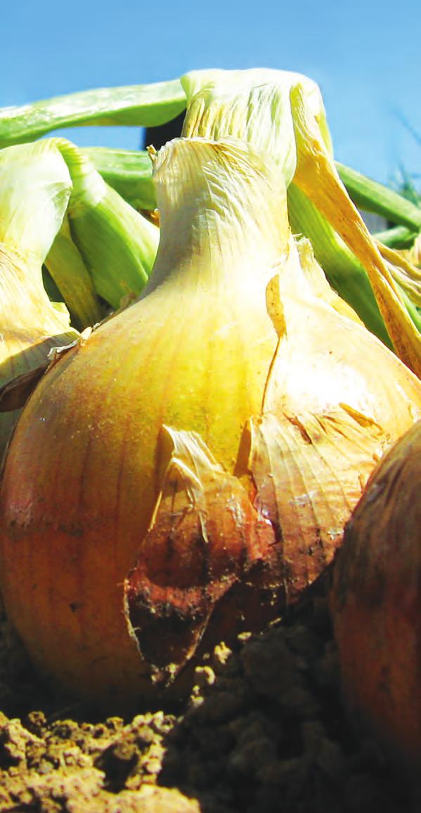 Short day onions Short day onions A short day onion variety requires a minimal 10 hours of day length (light) before the bulb formation begins.
