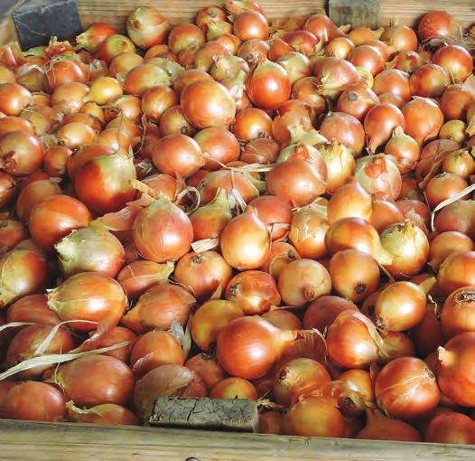 Intermediate day onions Intermediate day onions This crop-type requires approximately 12 to 14 hours of day