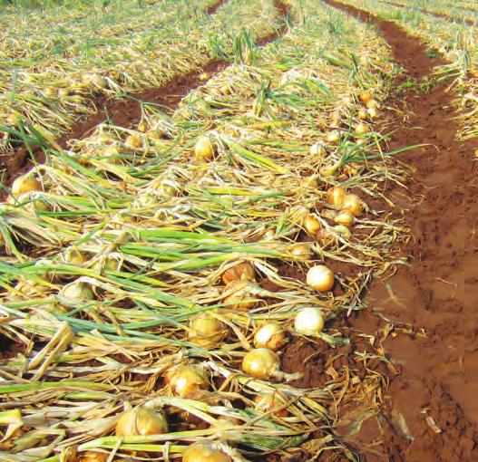 These onions are characterized by a high level of dormancy, good skin retention and firmness.