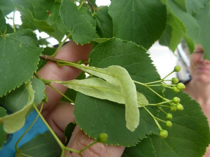 Basswood trees have large, heart-shaped, coarsely-toothed leaves and dark red young leaf buds. One of the most distinctive features of the basswood is the tongue.