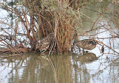 These Australian Painted Snipe are using behavioral as well as physical camouflage.