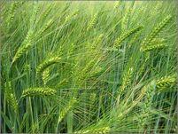 Adaptive Variation Pearl Barley Hordeum vulgare We grow over 136