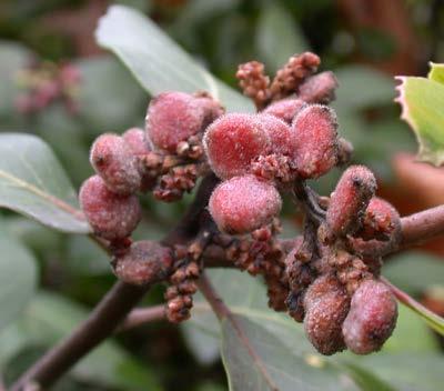 Sugar bush (Rhus ovata) Key Identifying Traits: Evergreen shrub with