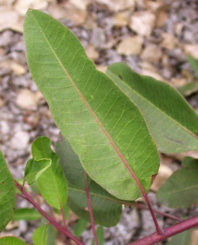 Leaves have smooth edges.