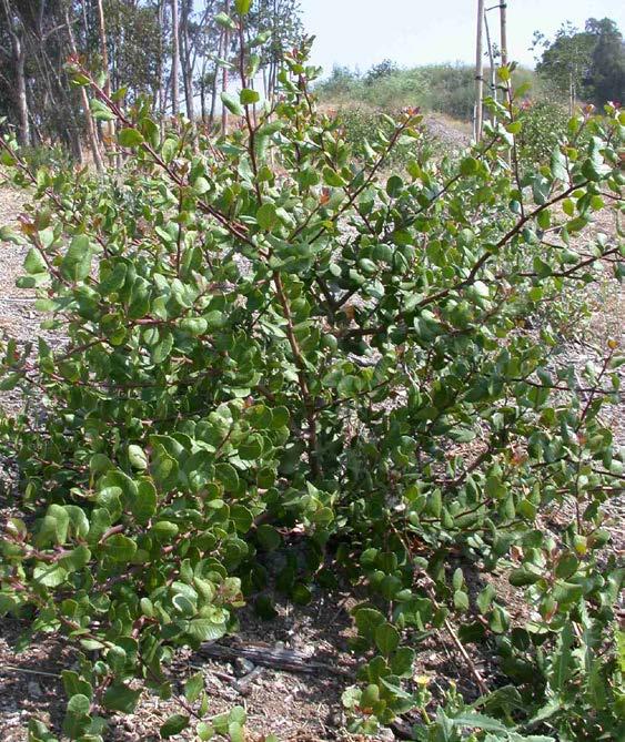 Lemonade berry (Rhus integrifolia)