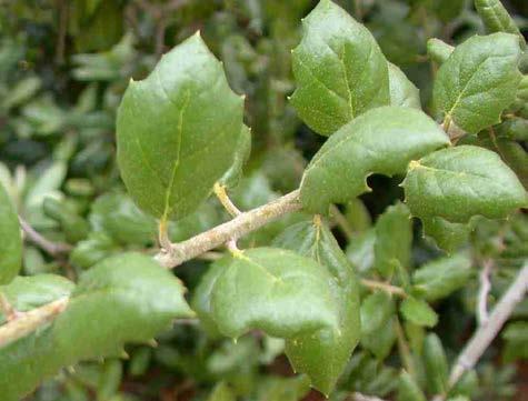 Coast Live Oak (Quercus agrifolia) Key Identifying Traits: Broad, evergreen oak