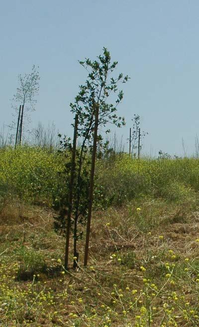 Engelmann oak (Quercus engelmannii) Key Identifying Traits: Drought