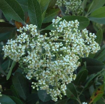 Toyon, Christmas berry (Heteromeles arbutifolia) Key Identifying