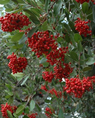 Other facts: The red berries in winter are reminiscent of red holly