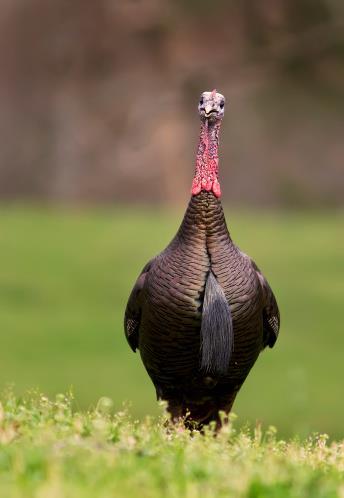 throughout Ontario In 2014 the population estimate was 75,000 birds Most of Ontario s wild turkeys are