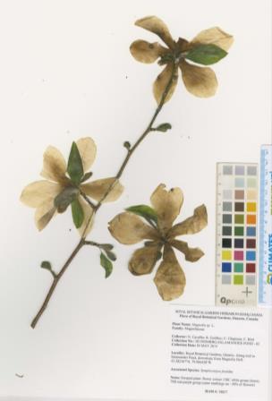 Identifying Magnolia kobus RBG s herbarium staff collected