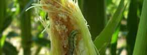 Corn Earworm Pest of sweet corn,