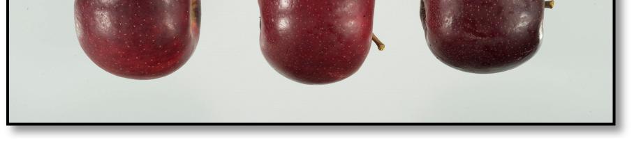 Figure 3 ANABP 01 fruit