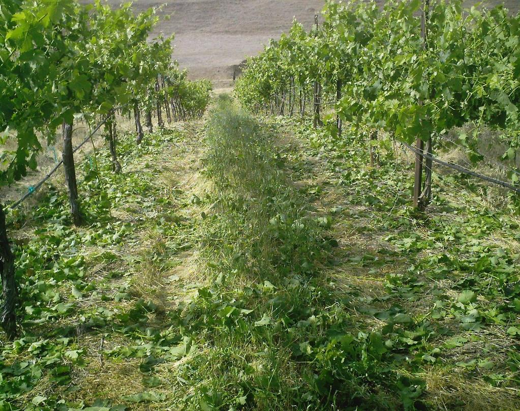Other Important factors (Cont.) A trellis system that can stand up to mechanization T-posts are recommended for each vine.