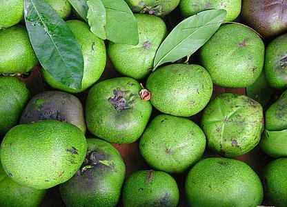 The fruit will mature over the winter from December through March. A mature black sapote will change color from light green to olive green when ripe.
