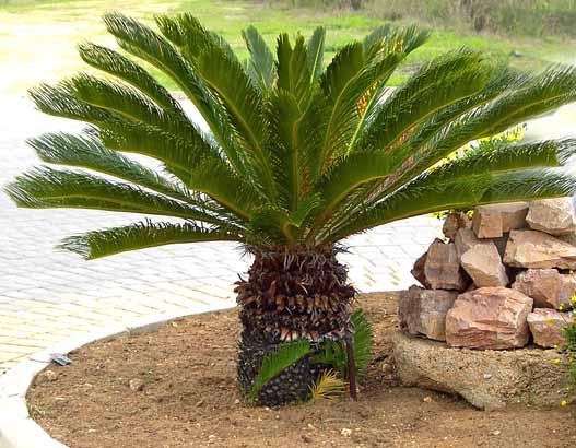 11. Cycas revoluta Sago palm 3 meters This plant whit large trunk can live very long.
