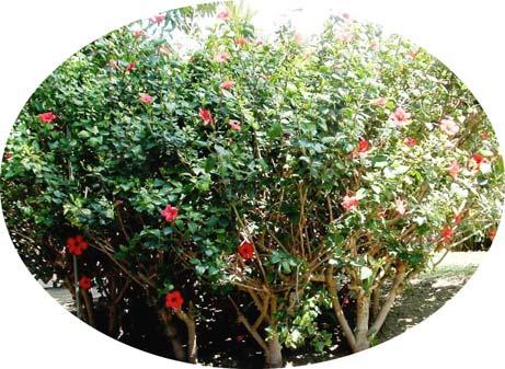 3. Hibiscus rosa-sinensis Chinese hibiscus 2,5 meters with