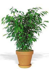 9. Ficus benjamina Ficus Tree Can grow up to 10 meters This tree is easily