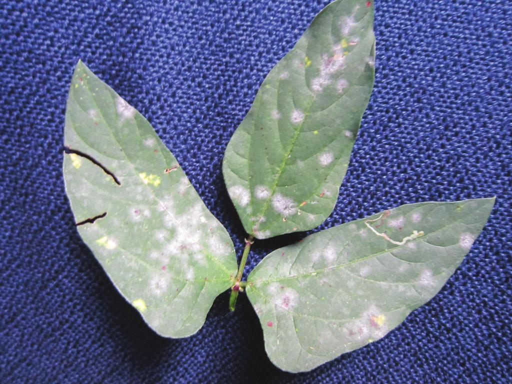 Infection and Spread Figure 4. Powdery mildew on long bean.