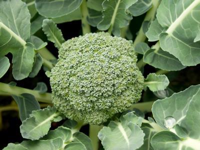 As the broccoli plant grows