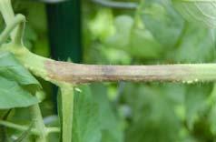 Remove infected leaf tissue Use fungicides to