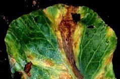 cultivars/varieties Powdery Mildew Use fungicides to prevent