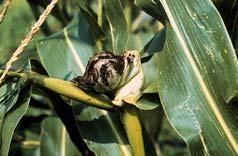 varieties Reduce physical damage to corn