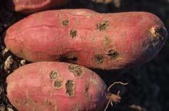 soil ph Common Scab Plant scab-free potato